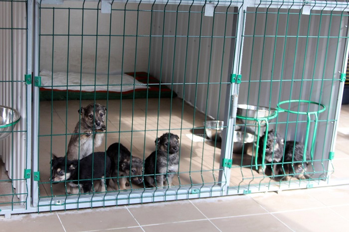 Міська рада передбачила в бюджеті 1 млн грн на стерилізацію безпритульних собак