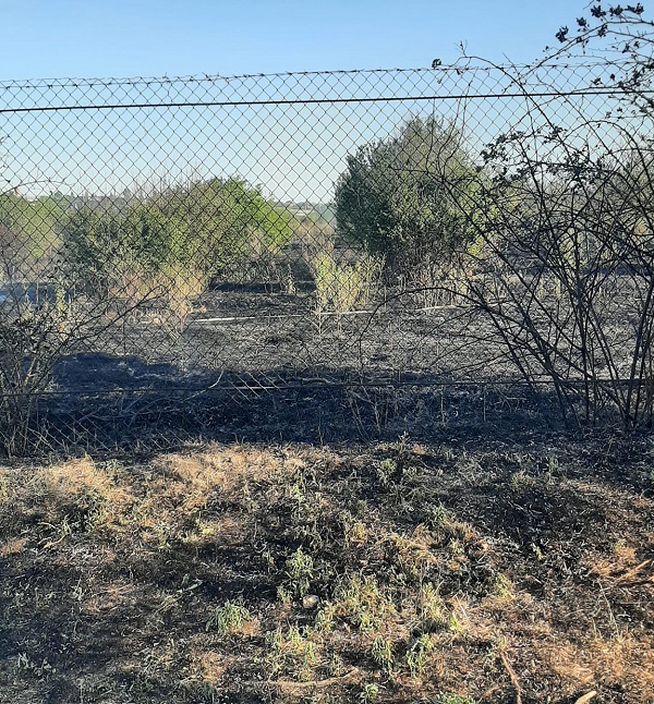 У передмісті Одеси згорів фруктовий сад
